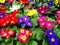 Primula flowers colorful in pots