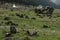 Primula flowers,family Primulaceae, wild flowers on the field at Yumthang Valley or Sikkim Valley of Flowers sanctuary, Himalayan