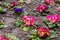 Primula flwers on ground in flowerbed