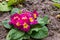 Primula flwers on ground in flowerbed
