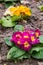 Primula flwers on ground in flowerbed