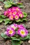 Primula flwers on ground in flowerbed