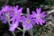 Primula frondosa - Wild plant shot in the spring.