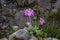 Primula frondosa - Wild plant shot in the spring.