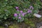 Primula frondosa - Wild plant shot in the spring.