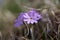 Primula integrifolia Primula farinosa Primulaceae birds eye