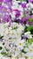 Primula japonica, Colorful little flowers.