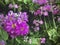 Primula japonica `Violet Oriental`, select focus.