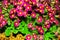 Primula Julia Polyanthus. Flower primrose. Pink flowers primrose. Purple primula or pruhoniciana with yellow pith.