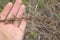 Primula officinalis seedpod in the hand of a man. Selective focus