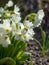 Primula, or primrose Bloom in early spring. Primrose Primula Vulgaris. White Country Garden Primula Flowers