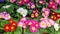 Primula primrose blossom bloom background backdrop design panoramic. Red pink maroon burgundy cultivated flower blooming. Panorama