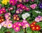 Primula primrose blossom bloom background backdrop design. Red pink maroon burgundy cultivated flower. Primula primrose in a pot