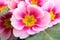 Primula Primula pink flowers on plant close up in landscape format