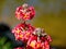 Primula pulverulenta, the mealy primrose or mealy cowslip