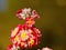 Primula pulverulenta, the mealy primrose or mealy cowslip
