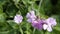 Primula sieboldii ,Japanese primrose