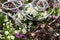 Primula. Spring flower ornamental primrose. Primula with green leafs and water drops. Colorful primulas in a greenhouse