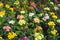 Primula spring flowers background
