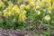 Primula veris