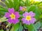 Primula veris also called cowslip flower. Purple petals and yellow pollen.