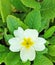 Primula veris also called cowslip flower. White petals and yellow pollen.