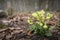 Primula veris on brown foliage