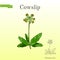 Primula veris common cowslip , medicinal plant.