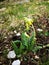 Primula Veris - Cowslip - in the mountains