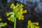 Primula veris is a herbaceous perennial flowering plant in the primrose family Primulaceae. The species is native