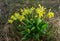 Primula veris is a herbaceous perennial flowering plant in the primrose family Primulaceae. The species is native