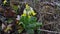 The Primula veris, sprin flower