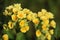 Primula veris. Yellow Cowslip flowers in natural light.