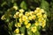 Primula veris. Yellow Cowslip flowers in natural light.