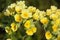 Primula veris. Yellow Cowslip flowers in natural light.