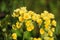 Primula veris. Yellow Cowslip flowers in natural light.