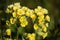 Primula veris. Yellow Cowslip flowers in natural light.