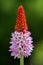 Primula vialii