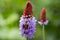 Primula vialii ornamental beautiful flowering plant, red pink flowers and buds on stem, springtime flowers