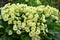 Primula vulgaris Prime rose in garden