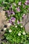 Primula vulgarisflowers and perennial Daisy flowers in bloom