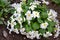 Primula or white primrose, bloom in early spring. Primula Vulgaris. White country garden primula in spring