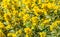Primulaceae lysimachia bright yellow flowers