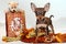 Prince of East - Russkiy toy terrier with gifts