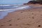 Prince Edward Island, Canada: A flock of sandpipers on a red sandstone beach