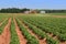 Prince Edward Island Potato Farm