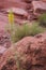 Prince\'s Plume Flower in Redrock Country