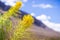 Prince`s plume Stanleya pinnata blooming in Death Valley National Park, California