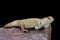 Princely spiny-tailed lizard (Uromastyx princeps)