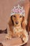 Princess dachshund